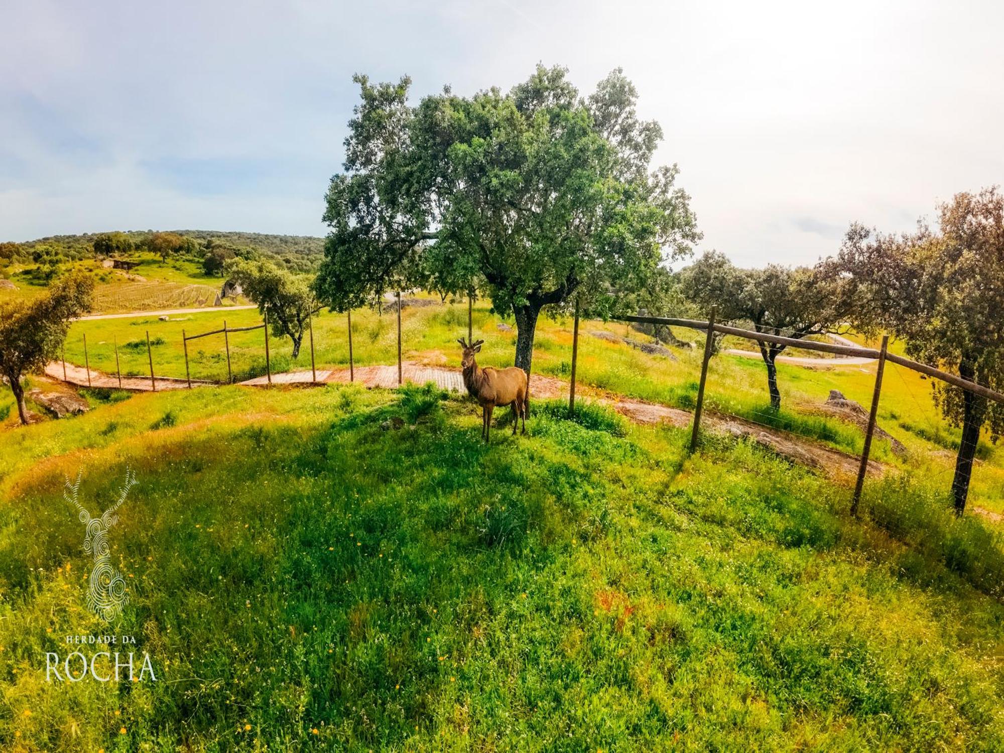 Herdade Da Rocha - Boutique Lodge Crato Exterior photo